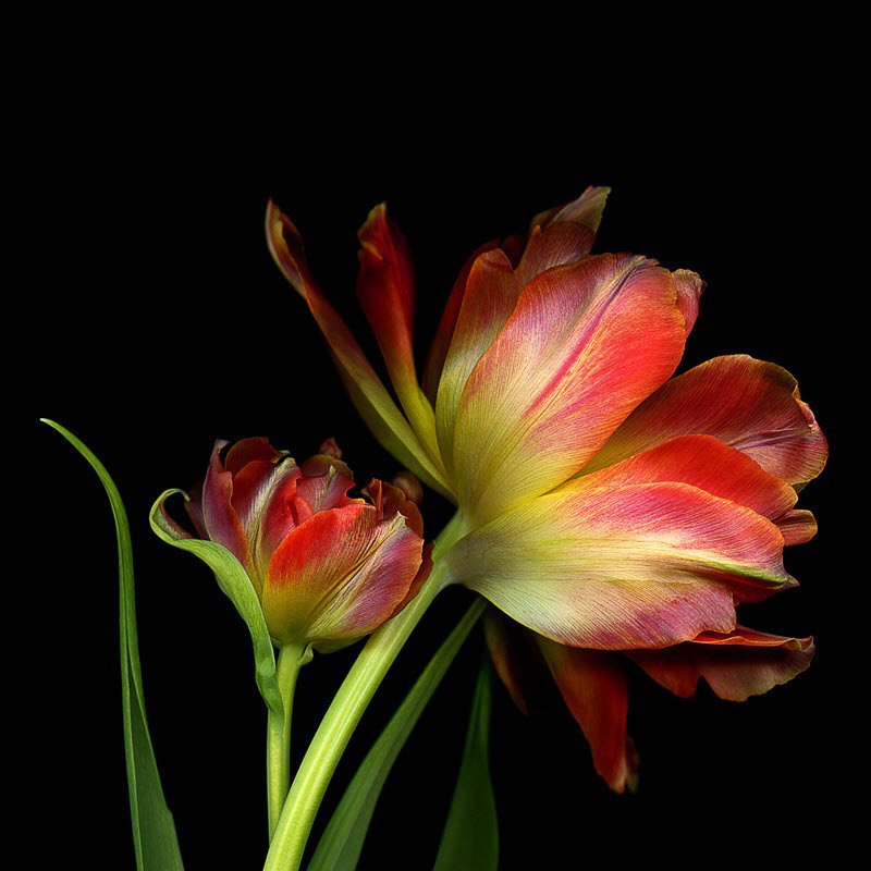 тюльпаны - тюльпаны, цветы, подушки, подушка - оригинал