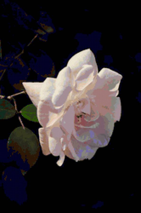 роза - роза, розы, цветы, цветок - предпросмотр