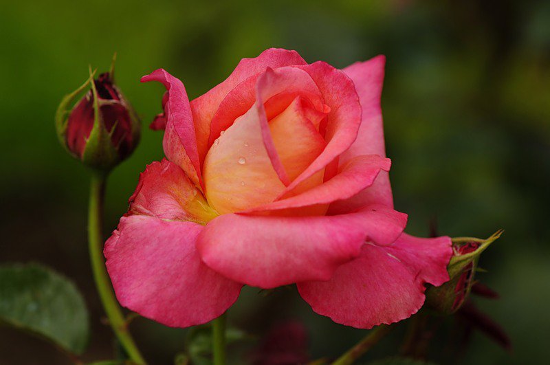 роза - роза, цветок, розы, цветы - оригинал