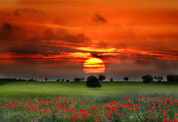 Закат - пейзаж, 3акат, природа, маки - оригинал
