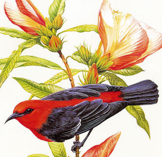 серия Птицы - животные, природа - оригинал