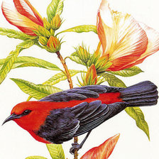 серия Птицы