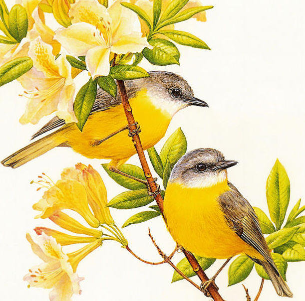 серия Птицы - природа, животные - оригинал