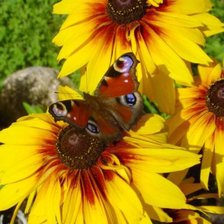 Схема вышивки «Бабочка»