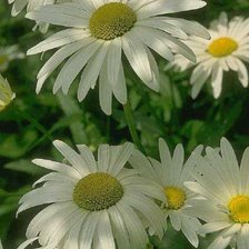 Схема вышивки «Ромашки»