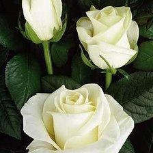 Схема вышивки «Розы»