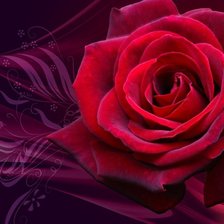 Схема вышивки «Роза»