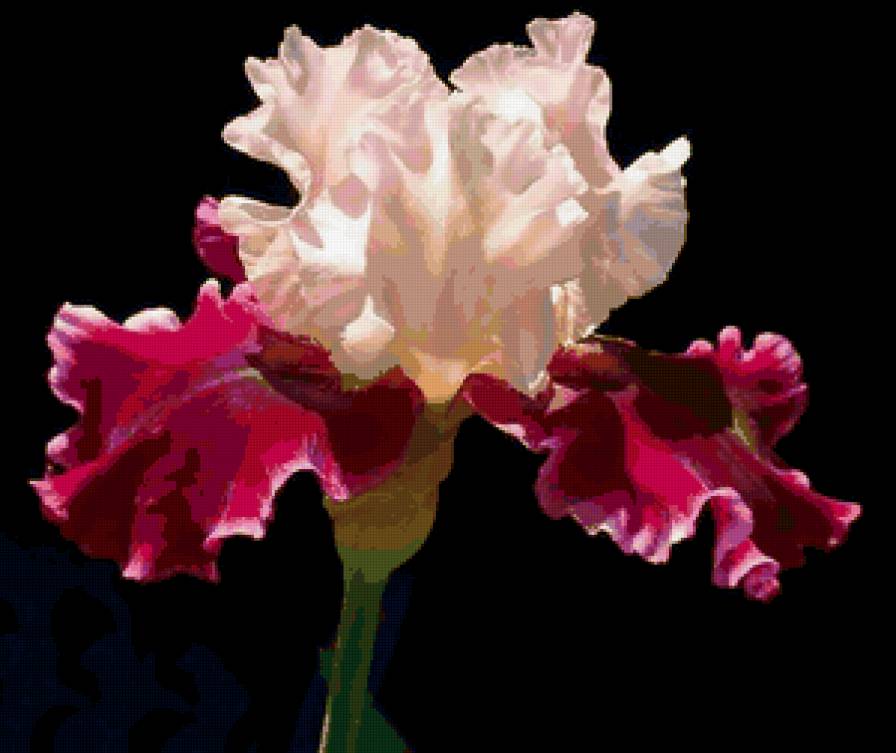 Ирис - цветы - предпросмотр