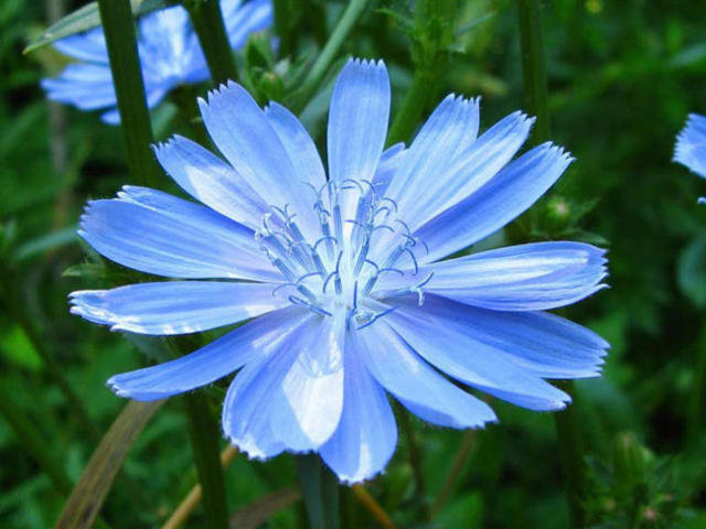 Цикорий - природа, цветы - оригинал