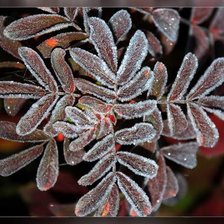 Схема вышивки «Иней»