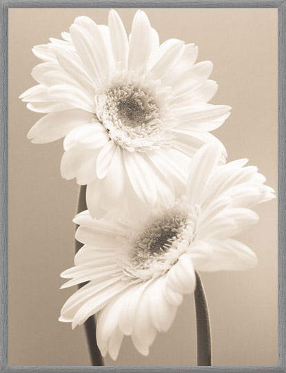 Ромашки - картина, цветы - оригинал