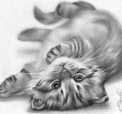 киса - кошка, котенок, кот, животные - оригинал