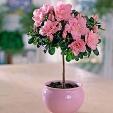 Схема вышивки «азалия1»