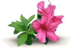 цветочки - оригинал