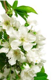 белозеленые - оригинал