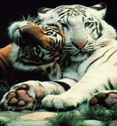 Тигры - тигры - оригинал