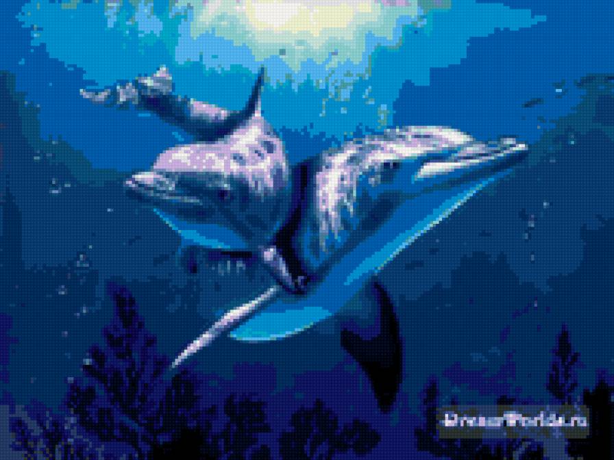 дельфины - предпросмотр