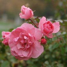 Схема вышивки «розы»