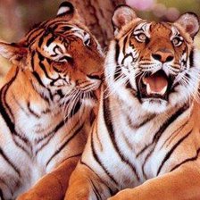 Схема вышивки «тигры»