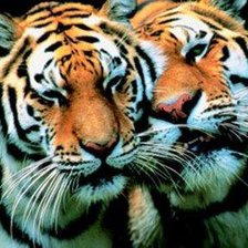 Схема вышивки «тигры»