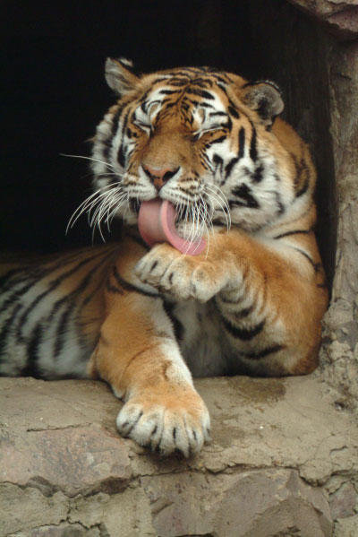 тигр в море - тигр - оригинал