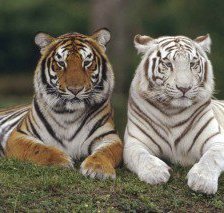 Схема вышивки «тигры»