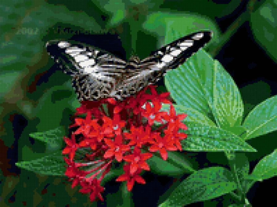 Бабочка - бабочки - предпросмотр