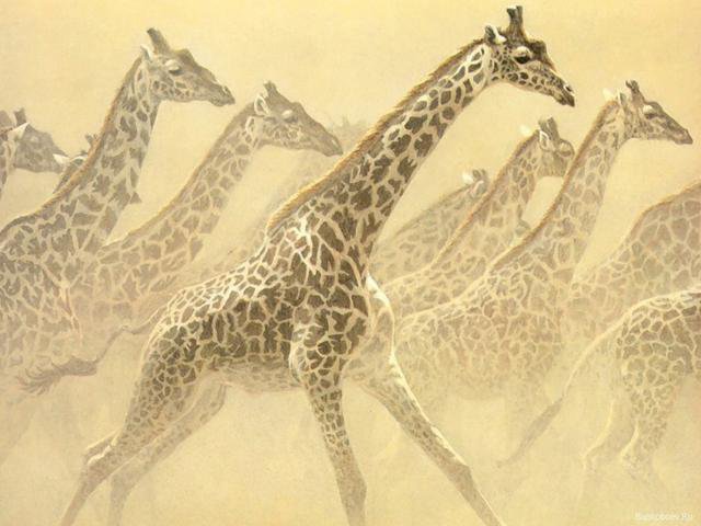 Жирафы - животные - оригинал
