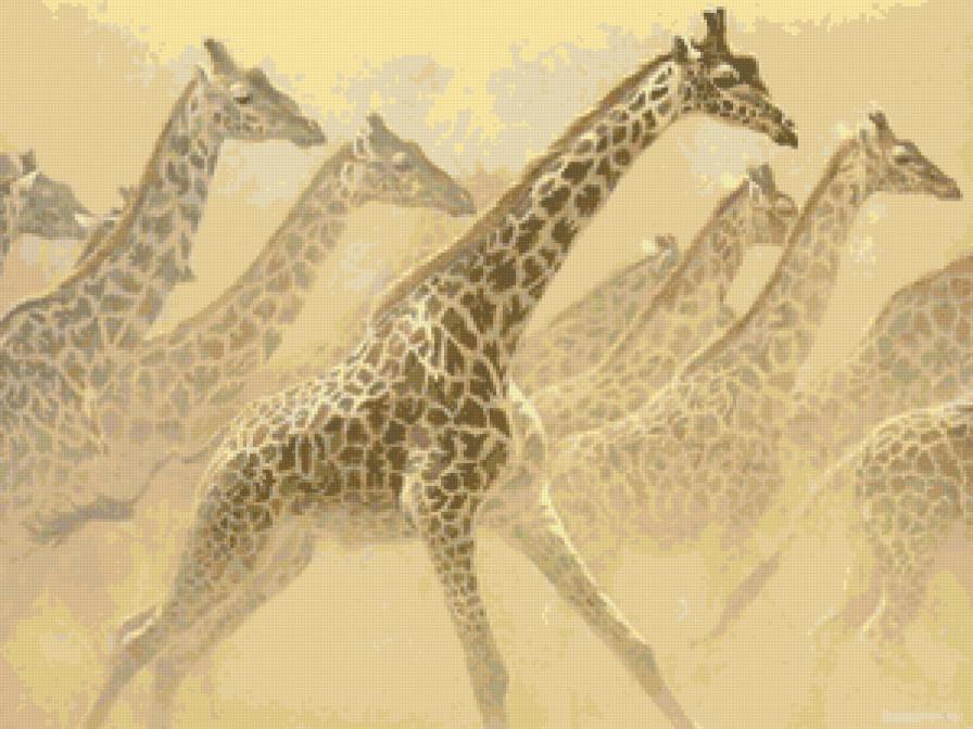 Жирафы - животные - предпросмотр