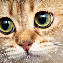 Схема вышивки «котик»