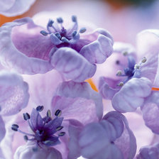 Схема вышивки «цветы»