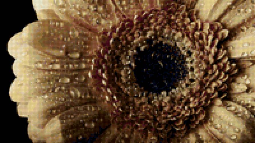 гербера - предпросмотр