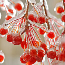 Схема вышивки «рябина»