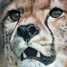 Схема вышивки «Гепард»