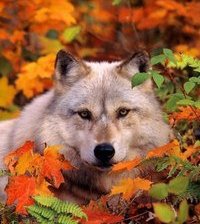 Схема вышивки «взгляд»