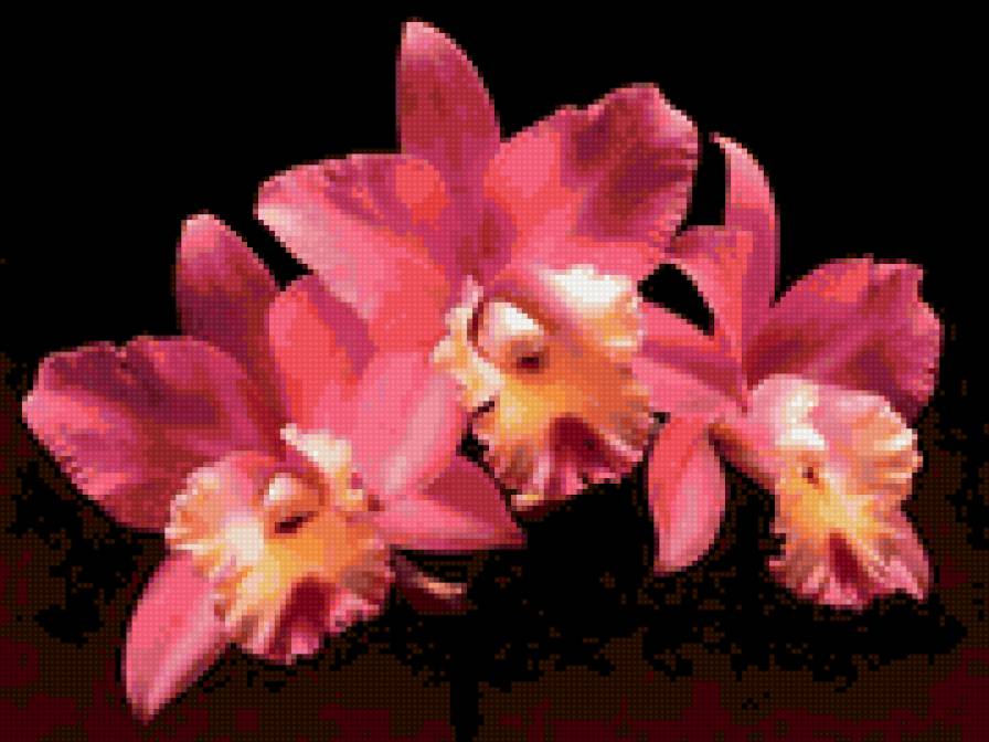 орхидея - предпросмотр