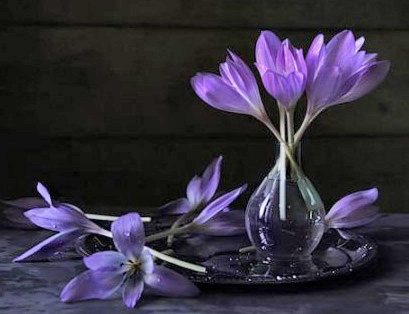 Крокусы - оригинал