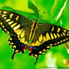 Схема вышивки «бабочка3»