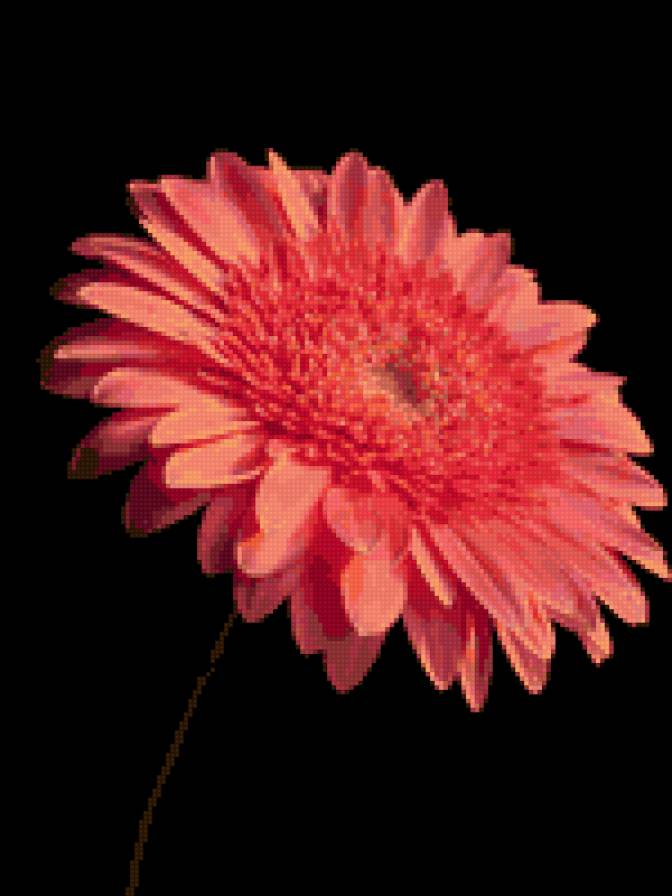 гербера - на черном, цветок, герберы, цветы - предпросмотр