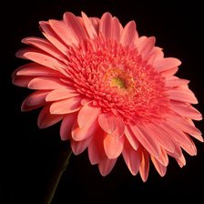 Схема вышивки «гербера»