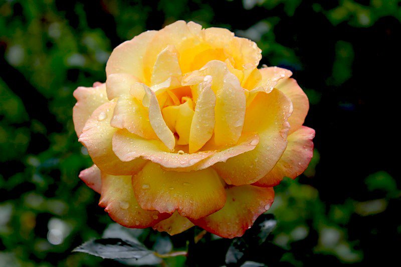 роза - цветок, цветы, роза, розы - оригинал