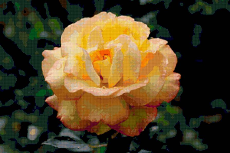 роза - цветок, розы, цветы, роза - предпросмотр