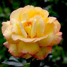 Схема вышивки «роза»