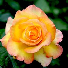 Схема вышивки «роза»