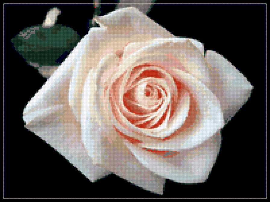 роза - цветы, розы, цветок, роза - предпросмотр