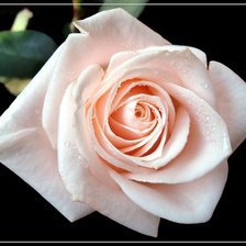 Схема вышивки «роза»