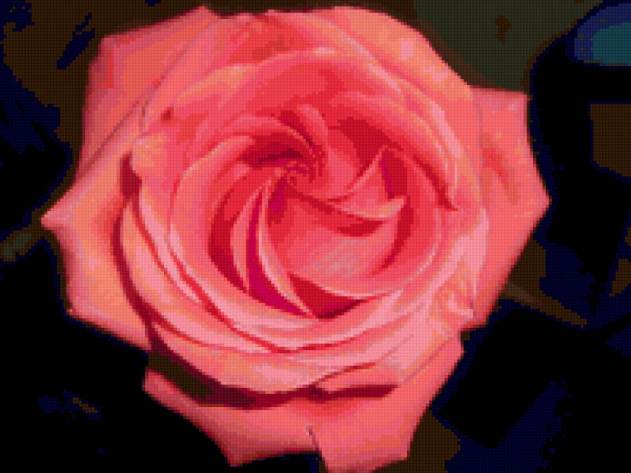 роза - розы, цветы, цветок, роза - предпросмотр