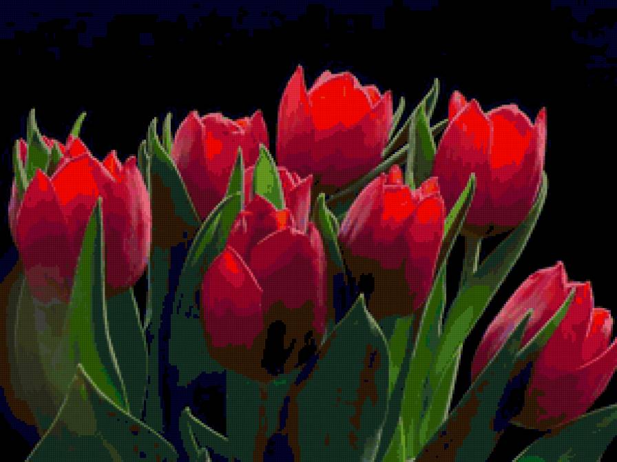 тюльпаны - букет, цветы, тюльпаны - предпросмотр