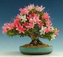 Схема вышивки «№61980»