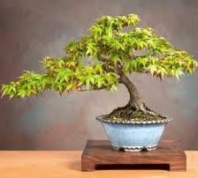 Схема вышивки «№61990»